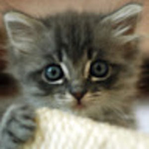 Meet your Posher, Alana